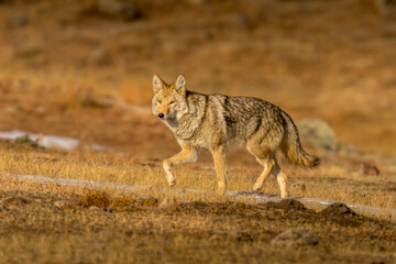 Hunting Coyote