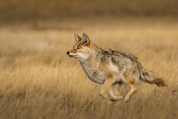 Coyote Running