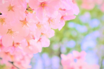 春を感じる桜