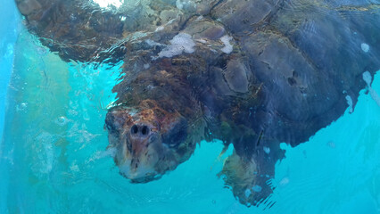 Loggerhead Sea Turtle swimming on crystal blue water