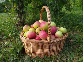 apples in a basket