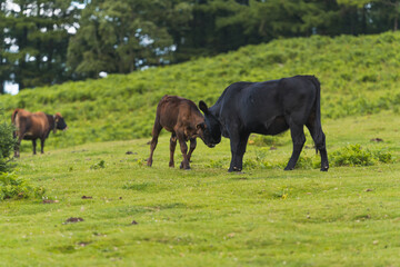 two calves playing in the middle of a green meadow in freedom