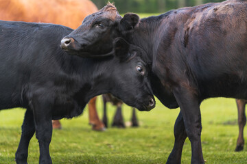 closeup of two calves playing with their heads in the middle of a green meadow in freedom