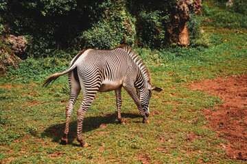 Fototapeta na wymiar Daytime photo of an adorable zebra eating grass on its back in the middle of nature