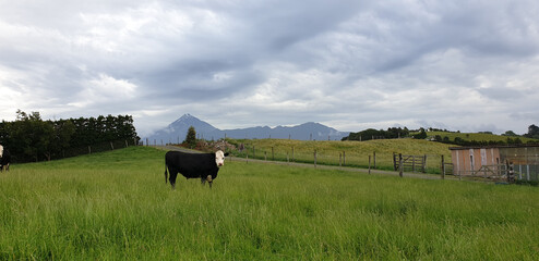 A scenic view of a cow on the field with Taranaki mountain in the background in New Zealand