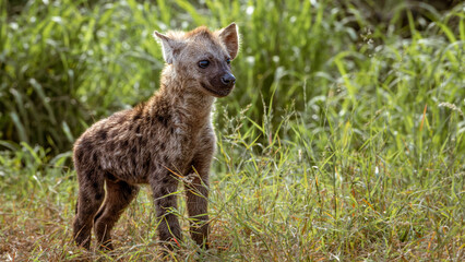 A shallow focus of a cute Spotted Hyena cub in Kruger National Park, South Africa