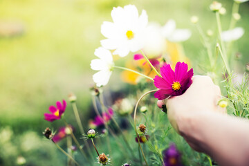 beautiful summer garden background  colorful daisy flowers