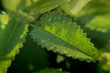 dew on leaf