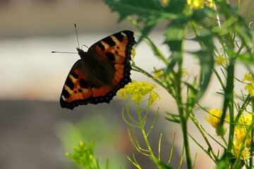 butterfly on grass