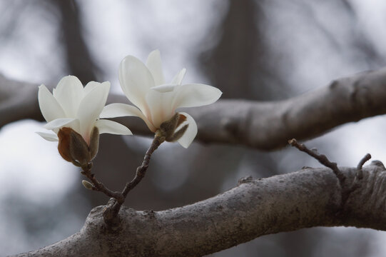 木蓮 Images Browse 2 021 Stock Photos Vectors And Video Adobe Stock