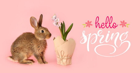 Cute fluffy rabbit with hyacinth plant on pink background with text HELLO SPRING