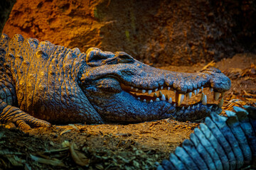 Obraz premium close up of a crocodile