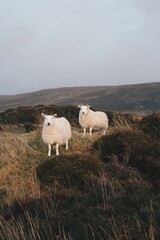 Wildlife Portrait of Two Sheep on Hills on Scotland Highlands