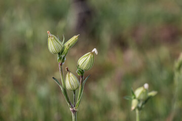 Knospen Blasen Leimkraut