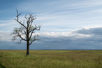 blattloser Baum steht einsam in Wiese vor tiefhängenden Wolken