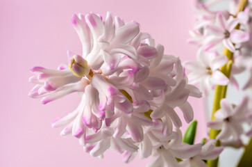Hyacinth flower with pink-white petals