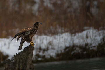 2022-02-14 A YOUNG BALD EAGLE PERCHED ON A STUMP FACING RIGHT IN THE FRAME WITH A BLURRY BACKGROUND