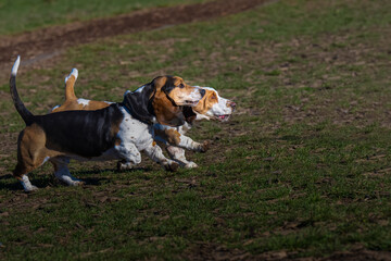 2022-02-13 TWO BASSETT HOUNDS RUNNING SIDE BY SIDE ACROSS A GRASS FIELD AT THE OFF LEASH DOG AREA...