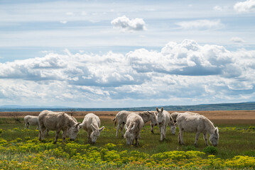 Herde von weißen Eseln in gelber Blumenwiese stehend