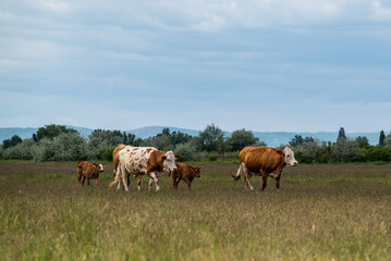 Fototapeta na wymiar Kühe mit Kälbern überqueren Wiese auf dem Weg in den stall