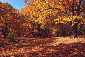 Obraz premium Chestnut forest with fallen leaves on the ground and autumn colors