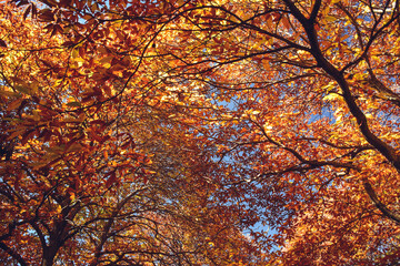 Chestnut forest with fallen leaves on the ground and autumn colors