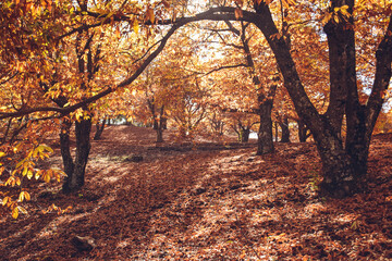 Obraz premium Chestnut forest with fallen leaves on the ground and autumn colors