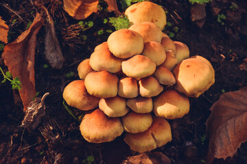 Big mushrooms in chestnut forest in Spain