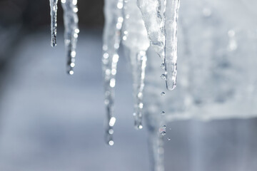 Naklejka na ściany i meble frozen thin icicles and falling water drops