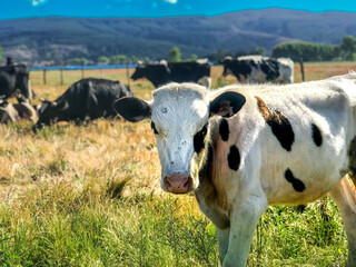 cow in the field