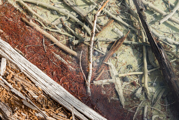 Different textures and colors of dead trees under an extremely pristine layer of thermal water in the Norris Geyser Basin area of ​​Yellowstone National Park