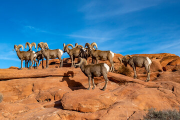 Valley of Fire State Park - Muflony © Tomasz