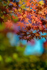 autumn foliage vertical composition with copy space
