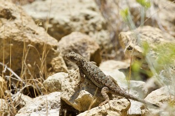 Lizard in the high desert at Smith Rock State Park, Central Oregon 