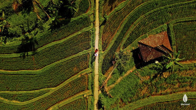 An aerial view of a small building in a field of plants and two people standing in a narrow path