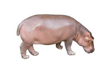 Hippopotamus isolated on white background. Hippopotamus amphibius, or hippo, is a large, mostly herbivorous, semiaquatic mammal native to sub-Saharan Africa