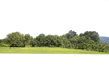 Group of tree. Green treeline isolated on white background.