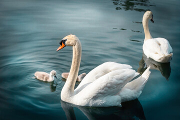 Mute swan family on the lake on the sunny day