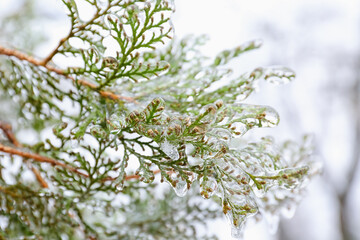 Icy green coniferous branch on winter day