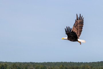 American Bald Eagle flying over the lake with fish prey,  