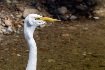 Kotuku White Heron in New Zealand