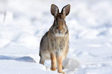 Closeup of an Eastern Cottontail in the snow, staring at the camera
