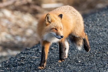 A close up of a wild young red fox's head staring forward with piercing eyes. The animal has pointy ears, a black muzzle, a fluffy red fur cat, and a cute look on its face. The background is blue.  