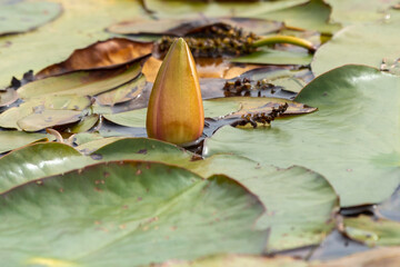 A single white water aquatic lily plant poking out of the water in a pond surrounded by green lily...