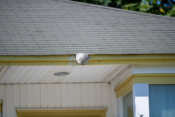 A large wasp hornet's nest is attached to a wooden patio deck. The grey papery material is in...