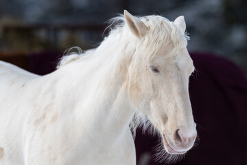 Obraz na płótnie Canvas A portrait of a pure white horse with pointy ears, a muscular body, pink skin, white hair, long white hair mane, and blue eyes. The domestic animal has a dark background. The hair on its face is thin.