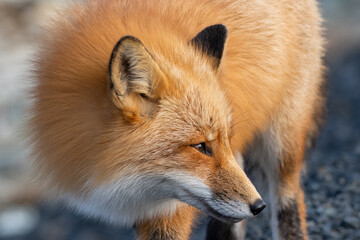 A close up of a wild young red fox's head staring forward with piercing eyes. The animal has pointy ears, a black muzzle, a fluffy red fur cat, and a cute look on its face. The background is blue.  