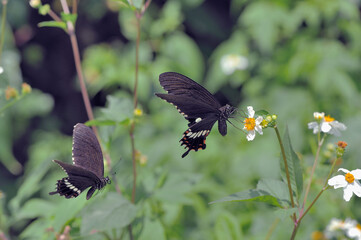 シロオビアゲハの飛翔（沖縄県・石垣島）
