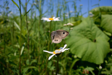 ヒメウラナミジャノメの飛翔（北海道・鶴居村）
