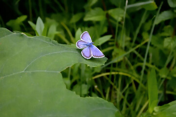 ヒメシジミの飛翔（北海道・津別町）
